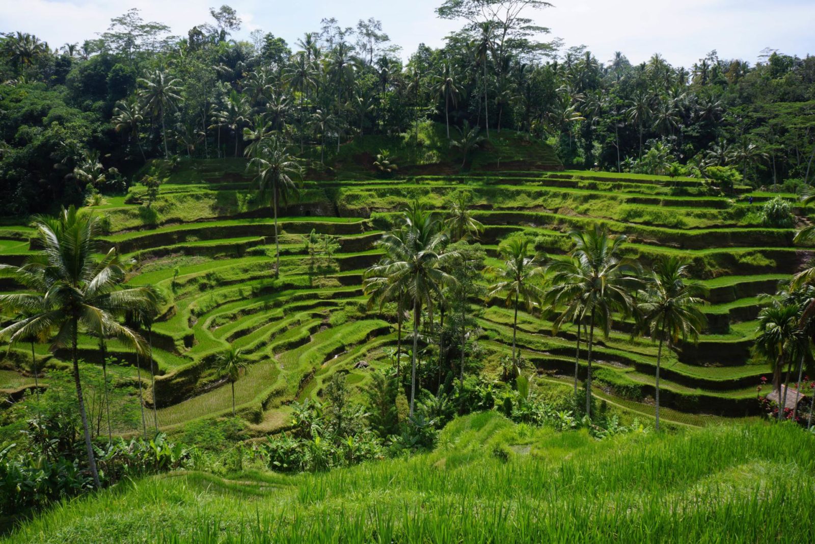 Ubud Bali Wanderlust Chronicles